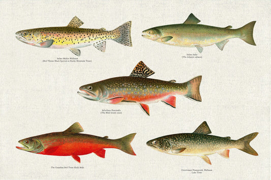 Illustrative Set of Fishes of North America Ver. IV, 1913, Denton auth., fishing print  on cotton canvas, 50 x 70 cm, 20 x 25" approx.