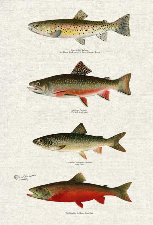 Illustrative Set of Fishes of North America Ver. V, 1913, Denton auth., fishing print on durable cotton canvas, 50 x 70 cm, 20 x 25" approx.