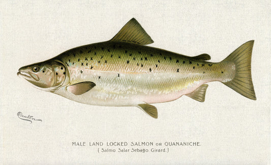 Male Land Locked Salmon or Quananiche ( Salmo Salar Sebaqo Girard)., 1913, Denton auth. , print on canvas, 50 x 70 cm, 20 x 25" approx.