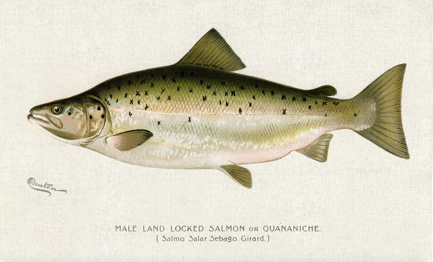 Male Land Locked Salmon or Quananiche ( Salmo Salar Sebaqo Girard)., 1913, Denton auth. , print on canvas, 50 x 70 cm, 20 x 25" approx.
