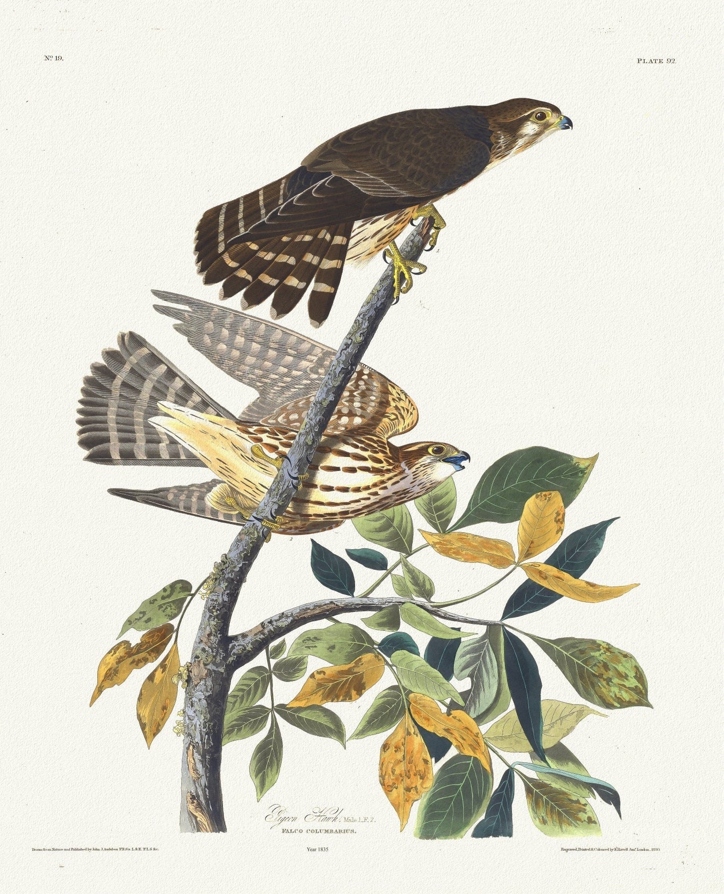 J.J. Audobon, Pigeon hawk. Male, 1. F, 2. Falco columbarius. c.2 v.1 plate 92, 1835 , vintage print on canvas,  50 x 70 cm, 20 x 25" approx.