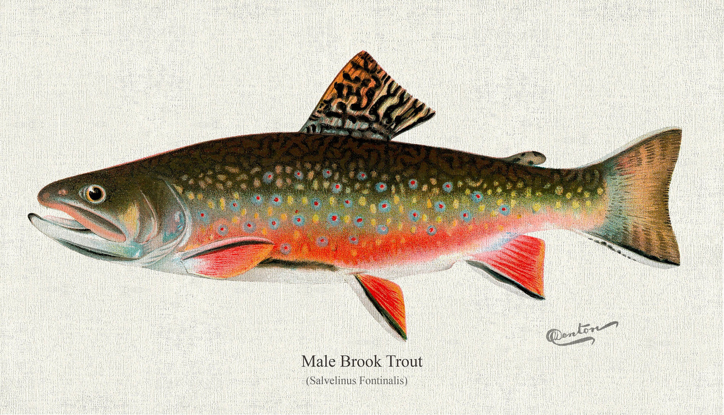 Male brook trout (Salvelinus Fontinalis), 1931, Denton auth., fishing print reprinted on durable cotton canvas, 50 x 70 cm, 20 x 25" approx.