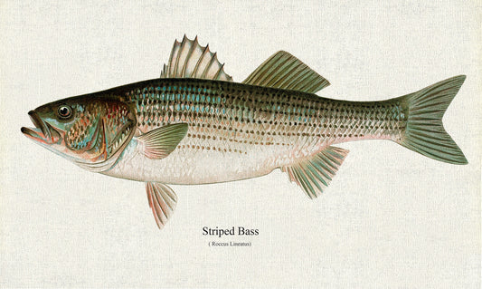 Striped Bass (Roccus Lineatus), 1913, Denton auth., fishing print reprinted on durable cotton canvas, 50 x 70 cm, 20 x 25" approx.