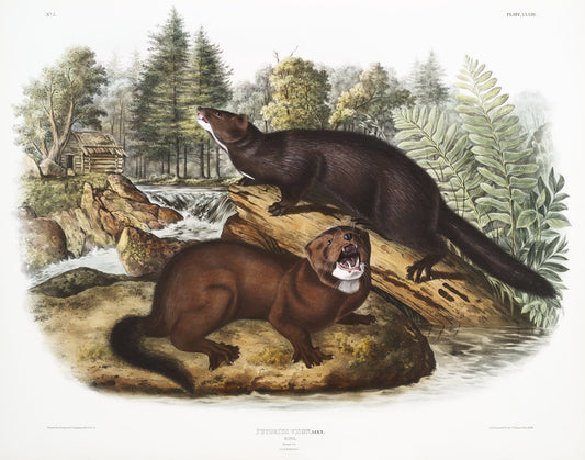 J.J. Audobon, Mink (Putorius vison) from the viviparous quadrupeds of North America (1845),  print on canvas,  50 x 70 cm, 20 x 25" approx.