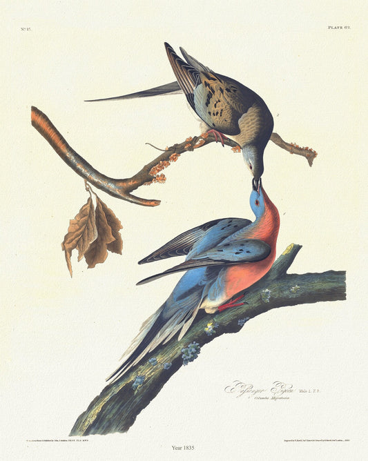 Passenger pigeon.  plate 62, 1835, Audobon auth., vintage print on durable cotton canvas, 50 x 70 cm, 20 x 25" approx.