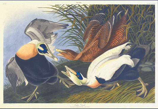 Eider duck. Fuligula mollissima.  plate 246, 1836  Audobon auth., vi print on durable cotton canvas, 50 x 70 cm, 20 x 25" approx.