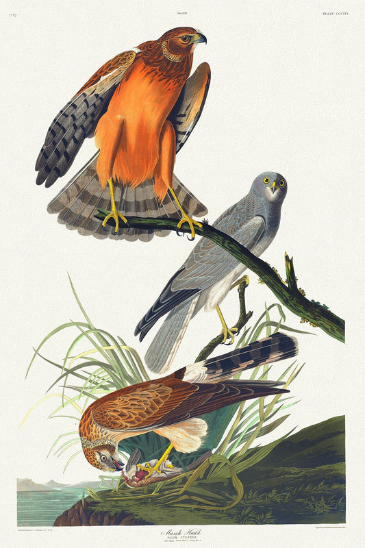 Marsh hawk.Falco cyaneus. Male adult, 1. Female adult, 2. Young male, 3. c.1 v.4 plate 356, 1836  Audobon auth.
