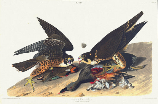 J.J. Audobon, Great footed hawk. Falco peregrinus. c.2 v.1 plate 16, 1835 , vintage nature print on canvas,  50 x 70 cm, 20 x 25" approx.