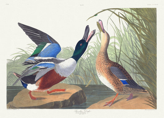 J.J. Audobon, Shoveller duck .Anas clypeata, L. Male, 1. Female, 2. c.1 v.4 plate 327, 1835 , print on canvas,  50 x 70 cm, 20 x 25" approx.