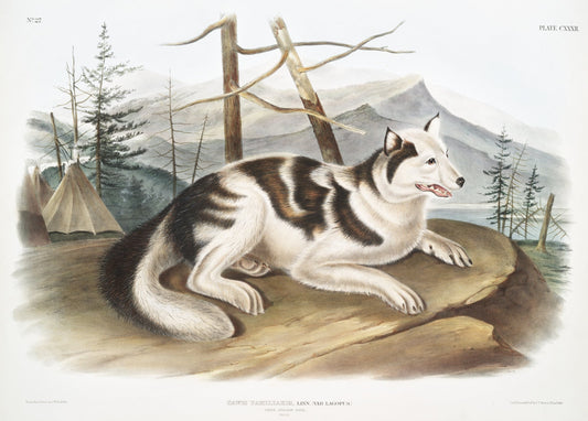 J.J. Audobon, Hare-Indian Dog (Canis familiaris) from the viviparous quadrupeds of North America (1845) ,  50 x 70 cm, 20 x 25" approx.