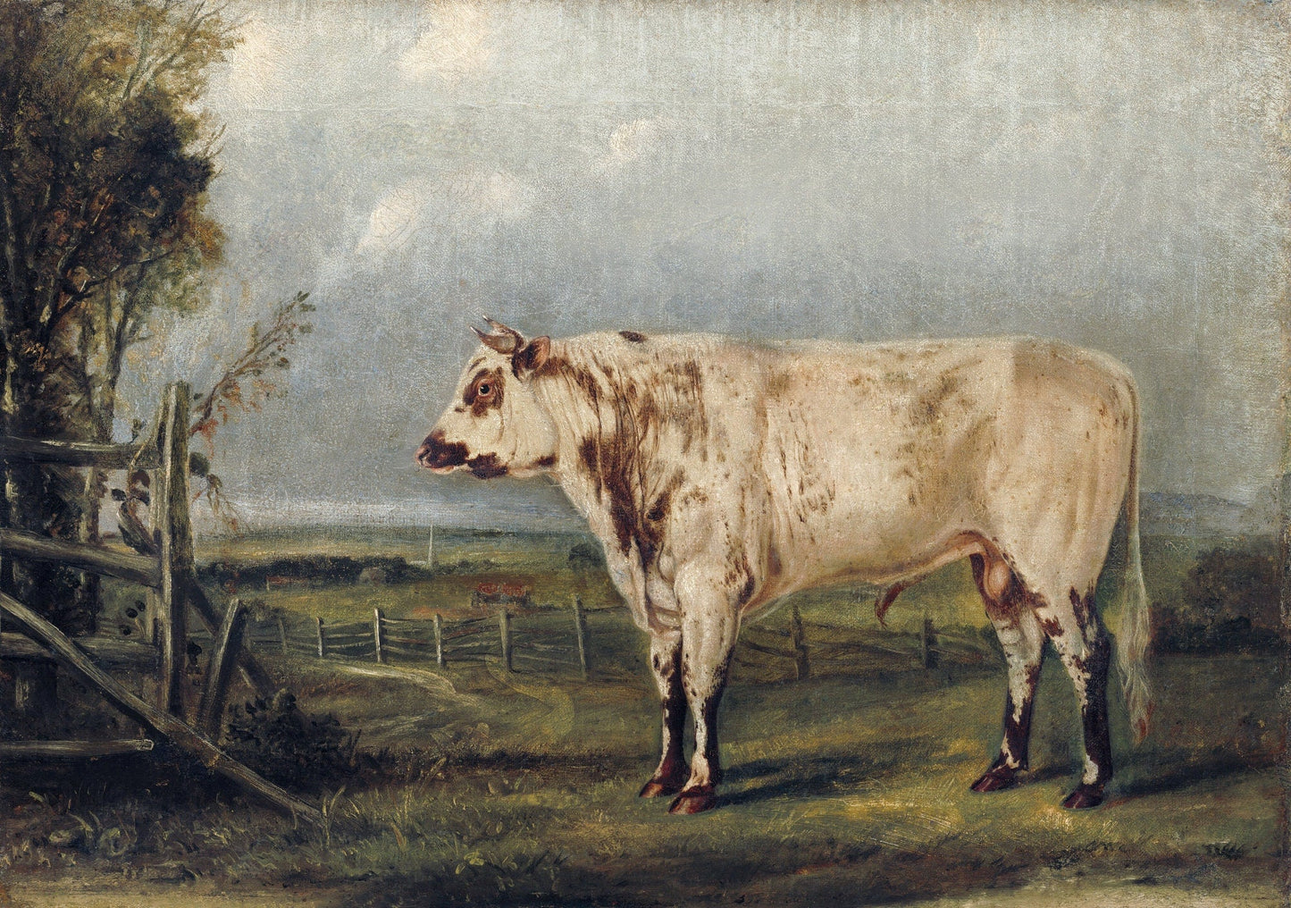 J.J. Audobon, A Young Bull (ca. 1849) painting, vintage nature print on canvas, 50 x 70 cm, 20 x 25" approx. - The Map Chest