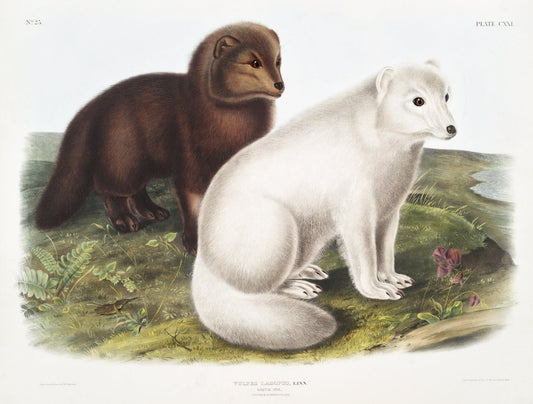 J.J. Audobon, Arctic Fox (Vulpes lagopus) from the viviparous quadrupeds of North America (1845) - The Map Chest