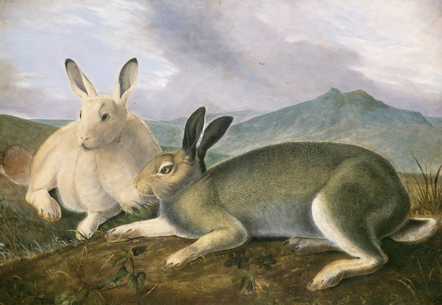 J.J. Audobon, Arctic Hare (ca. 1841) painting , vintage nature print on canvas, 50 x 70 cm, 20 x 25" approx. - The Map Chest