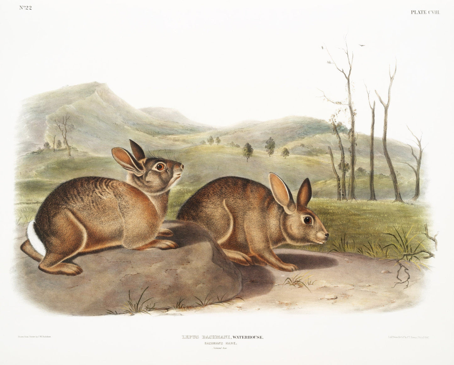 J.J. Audobon, Bachman's Hare (Lepus Bachmani) from the viviparous quadrupeds of North America (1845) , print , 50 x 70 cm, 20 x 25" approx. - The Map Chest