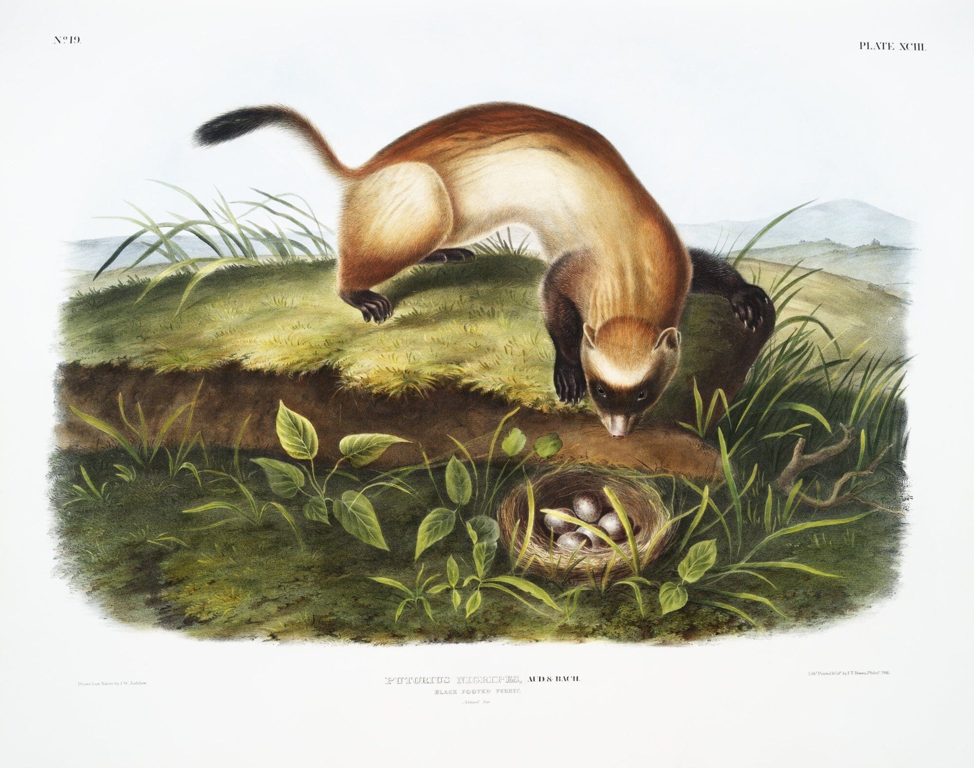 J.J. Audobon, Black - footed Ferret (Putorius nigripes) from the viviparous quadrupeds of North America (1845), print, 20 x 25" approx. - The Map Chest
