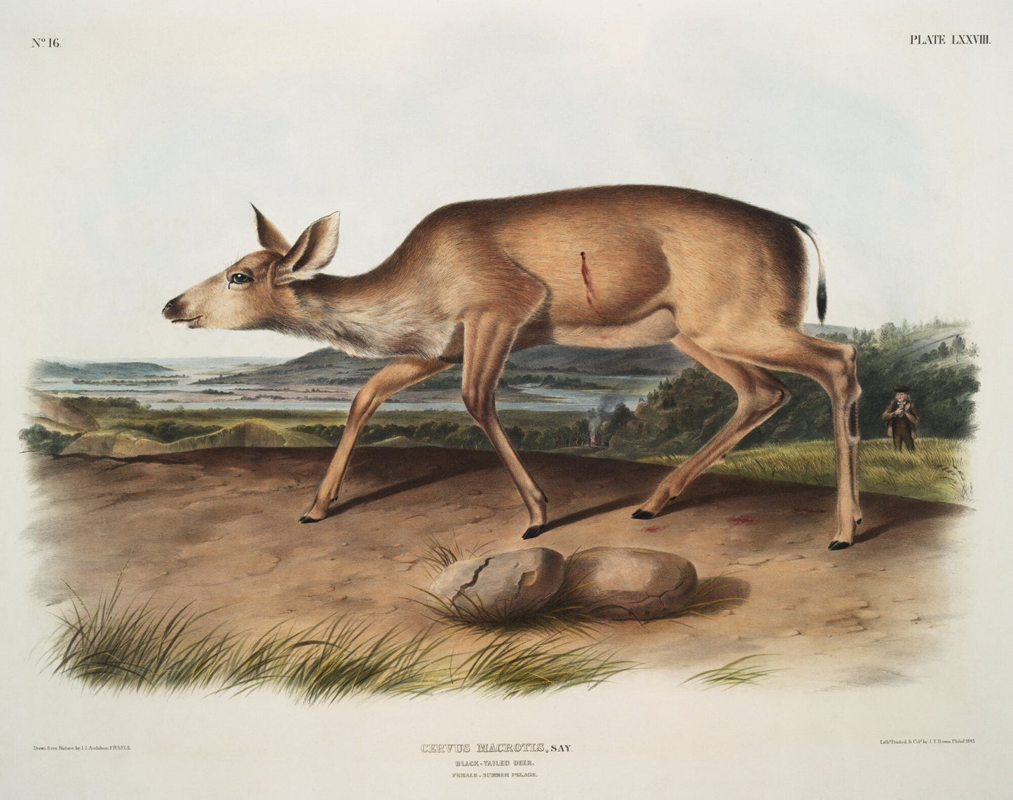J.J. Audobon, Black - tailed Deer (Cervus macrotis) from the viviparous quadrupeds of North America (1845), 50 x 70 cm, 20 x 25" approx. - The Map Chest
