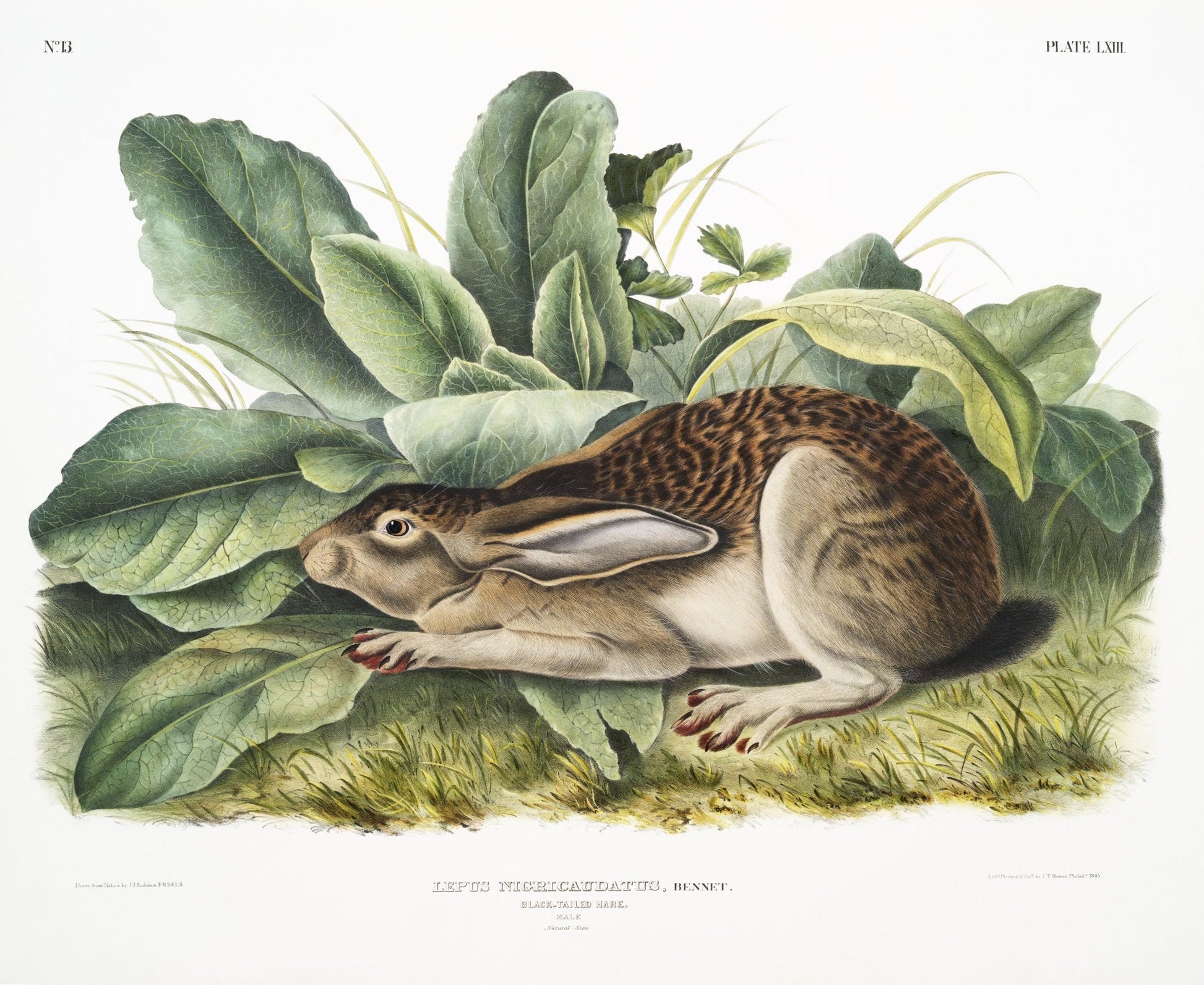 J.J. Audobon, Black - tailed Hare (Lepus negricaudatus) from the viviparous quadrupeds of North America (1845), 50 x 70 cm, 20 x 25" approx. - The Map Chest