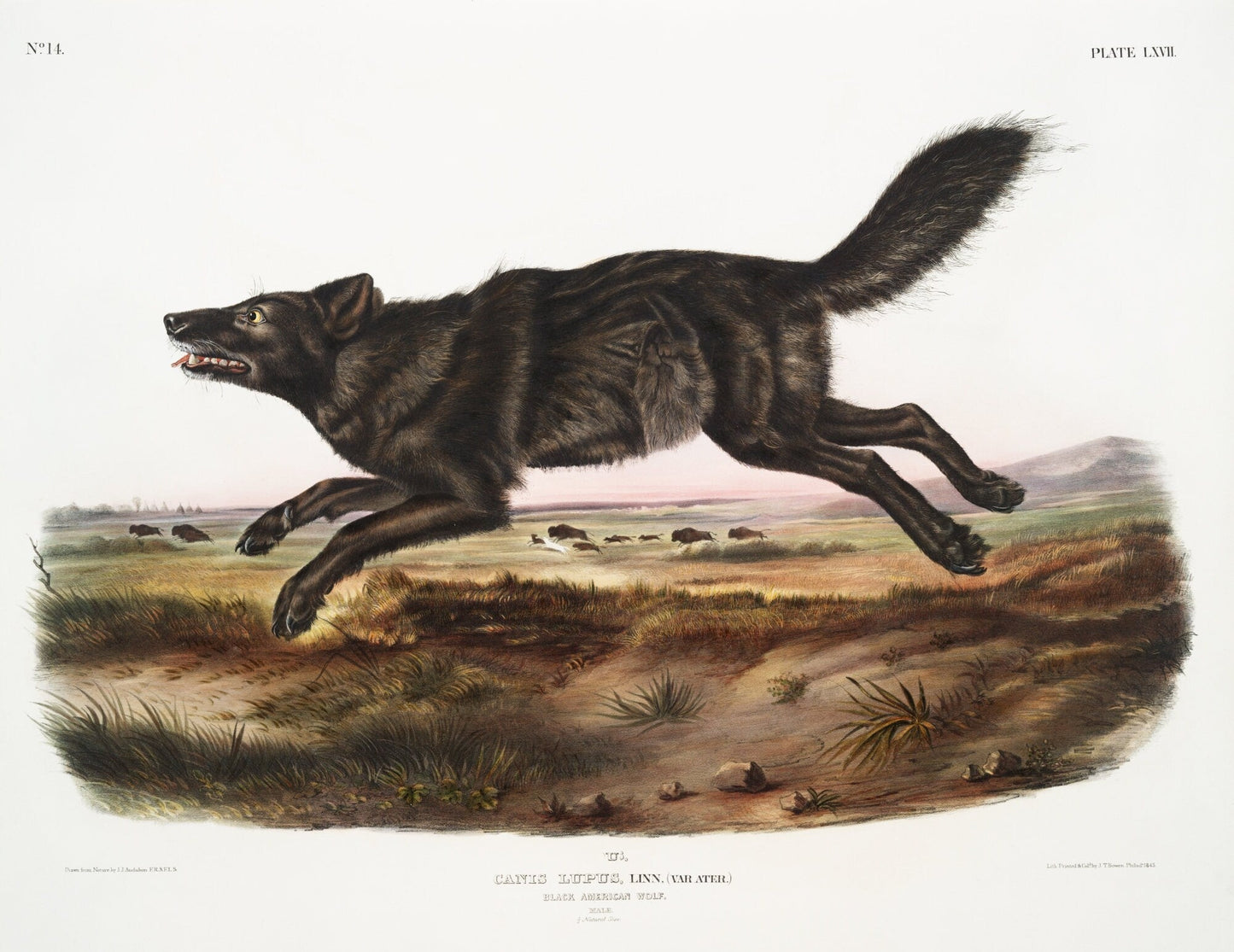 J.J. Audobon, Black Wolf (Canis lupus) from the viviparous quadrupeds of North America (1845), on canvas, 50 x 70 cm, 20 x 25" approx - The Map Chest