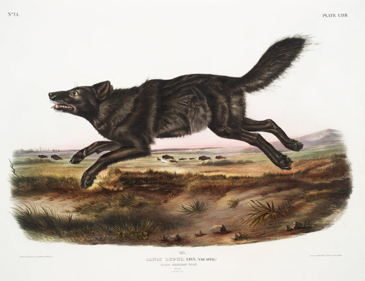 J.J. Audobon, Black Wolf (Canis lupus) from the viviparous quadrupeds of North America (1845), on canvas, 50 x 70 cm, 20 x 25" approx - The Map Chest