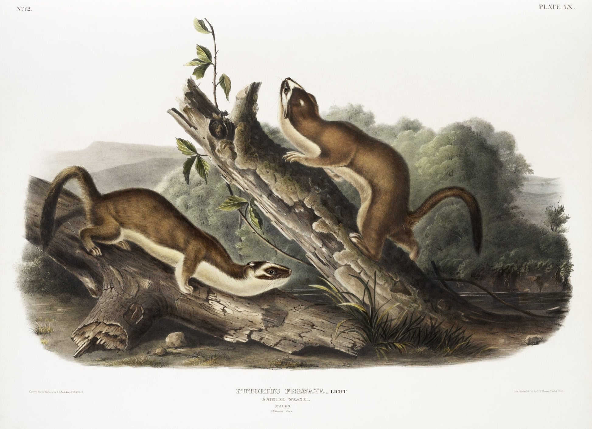 J.J. Audobon, Bridled Weasel (Putorius frenata) from the viviparous quadrupeds of North America (1845) , 50 x 70 cm, 20 x 25" approx. - The Map Chest