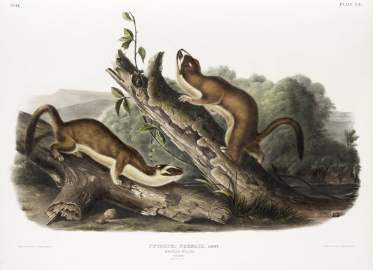J.J. Audobon, Bridled Weasel (Putorius frenata) from the viviparous quadrupeds of North America (1845) , 50 x 70 cm, 20 x 25" approx. - The Map Chest