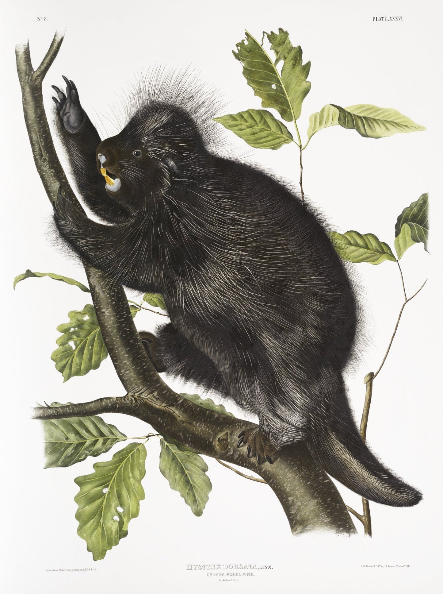 J.J. Audobon, Canada Porcupine (Nystrix dorsata) from the viviparous quadrupeds of North America (1845) , 50 x 70 cm, 20 x 25" approx. - The Map Chest