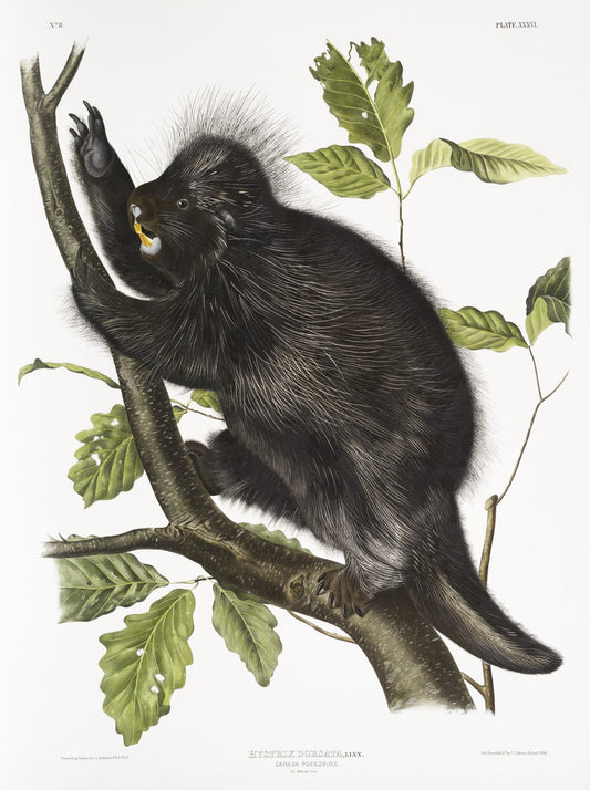 J.J. Audobon, Canada Porcupine (Nystrix dorsata) from the viviparous quadrupeds of North America (1845) , 50 x 70 cm, 20 x 25" approx. - The Map Chest
