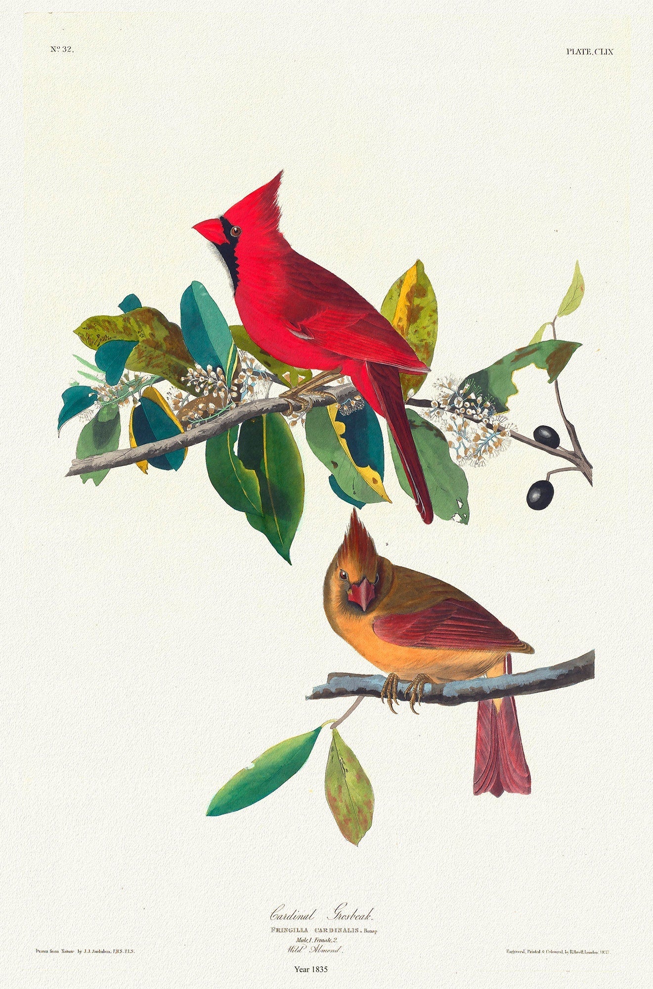J.J. Audobon, Cardinal Grosbeak. Fringilla cardinalis,1835, bird print on durable cotton canvas, 19x27inches(50x70cm) approx. - The Map Chest