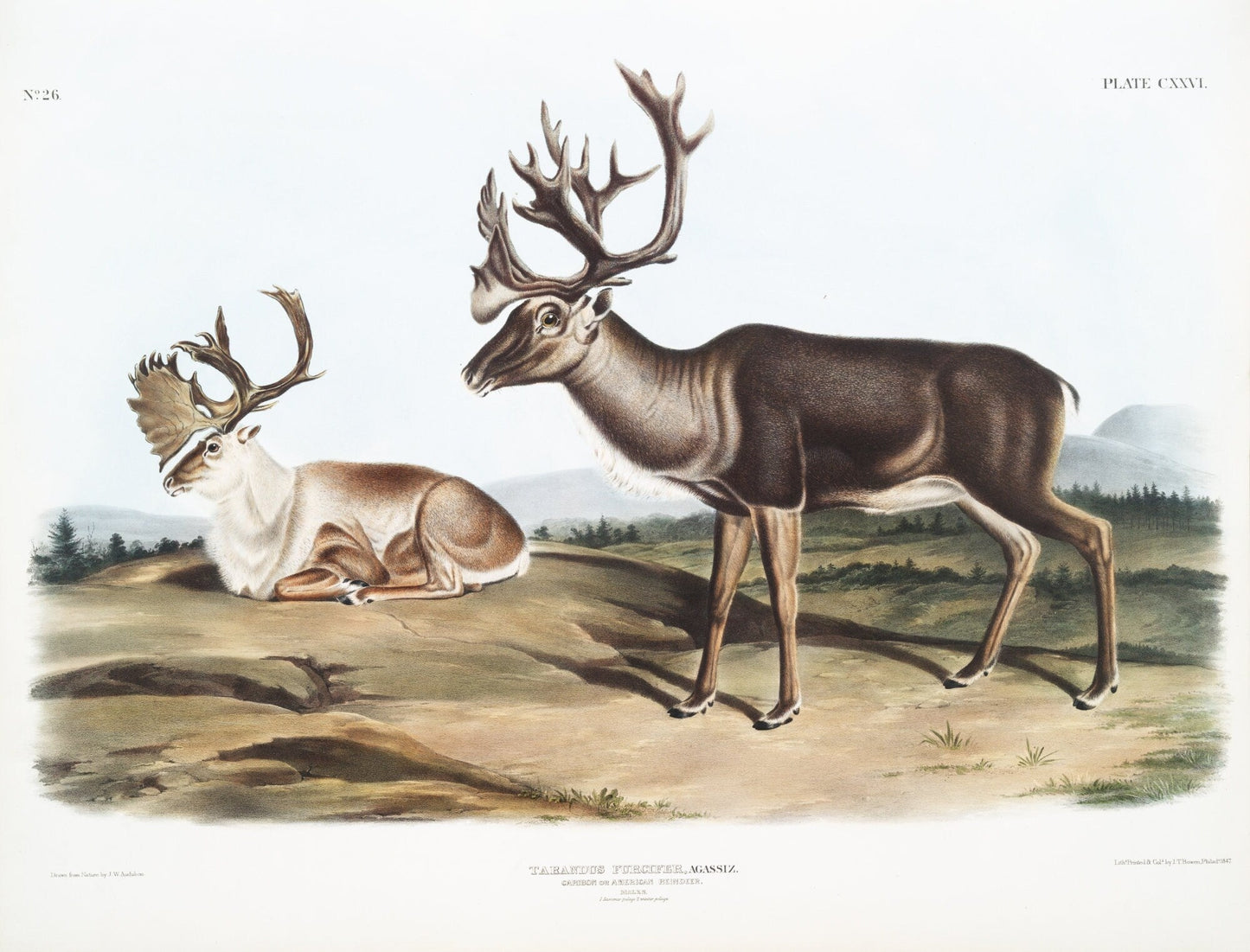 J.J. Audobon, Caribou or North American Rein Deer (Tarandus furcifer) from the viviparous quadrupeds of North America (1845) 20 x 25" - The Map Chest