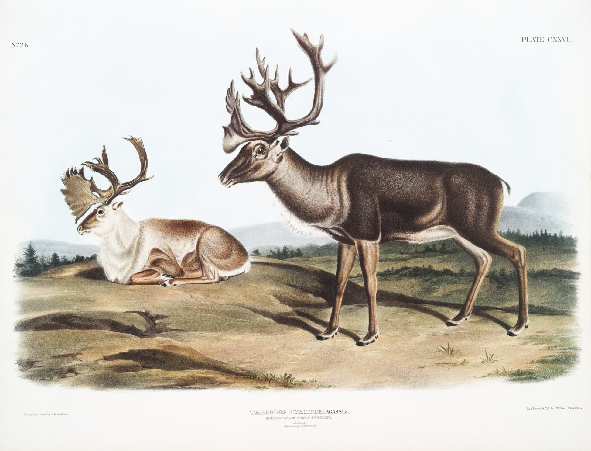 J.J. Audobon, Caribou or North American Rein Deer (Tarandus furcifer) from the viviparous quadrupeds of North America (1845) 20 x 25" - The Map Chest