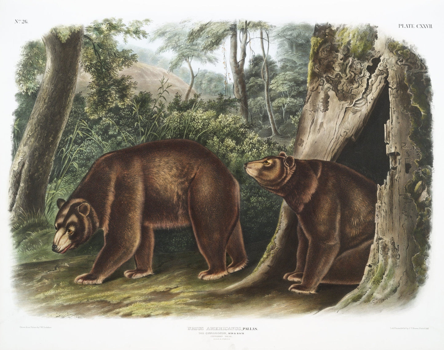J.J. Audobon, Cinnamon Bear (Ursus Americanus var. Cinnamonum) from the viviparous quadrupeds of North America (1845), 20 x 25" approx. - The Map Chest