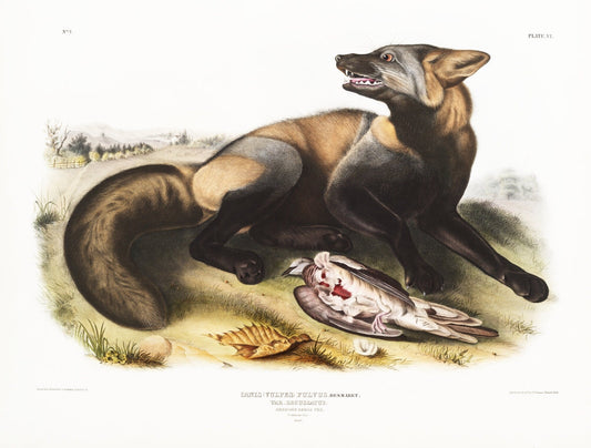J.J. Audobon, Cross - Fox (Canis vulpes) from the viviparous quadrupeds of North America (1845) ,print on canvas, 50 x 70 cm, 20 x 25" approx. - The Map Chest