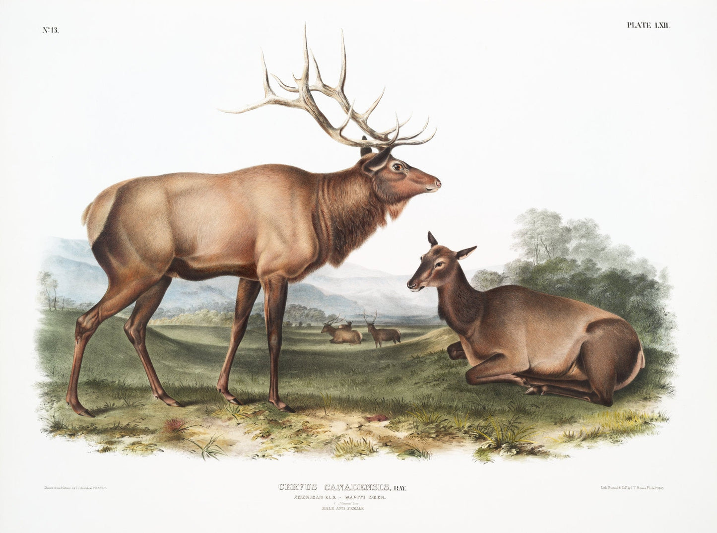 J.J. Audobon, Elk (Cervus Canadensis) from the viviparous quadrupeds of North America (1845) ,print 50 x 70 cm, 20 x 25" approx. - The Map Chest