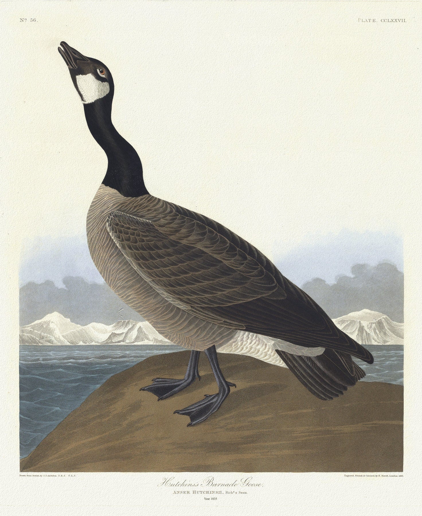 J.J. Audobon, Eutchins's barnacle goose. Anser Hutchinsii, Rich'd, c.1 v.3 plate 277, 1835, print on canvas, 50 x 70 cm, 20 x 25" approx. - The Map Chest