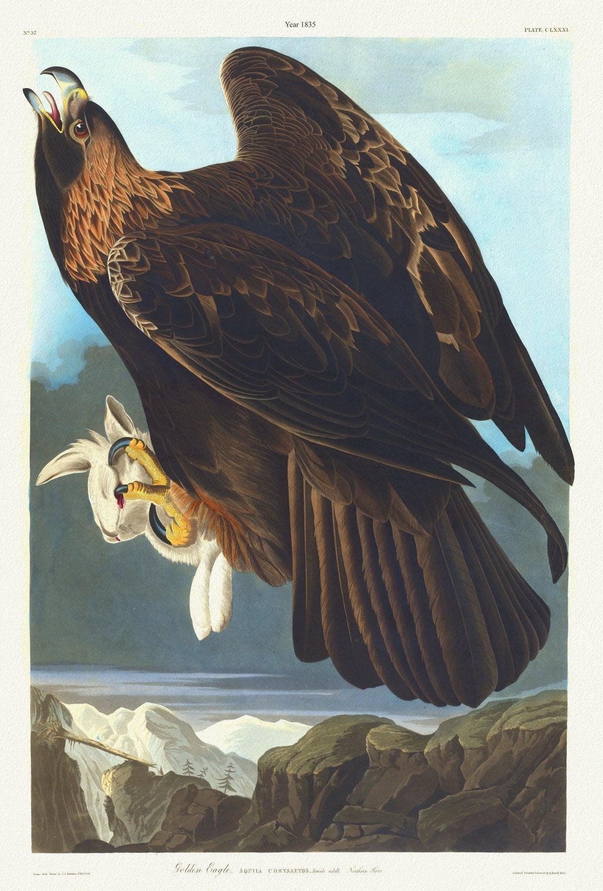 J.J. Audobon, Golden eagle. Aquila chrysaetos. c.1 v.2 plate 181, 1835 print on canvas, 50 x 70 cm, 20 x 25" approx. - The Map Chest