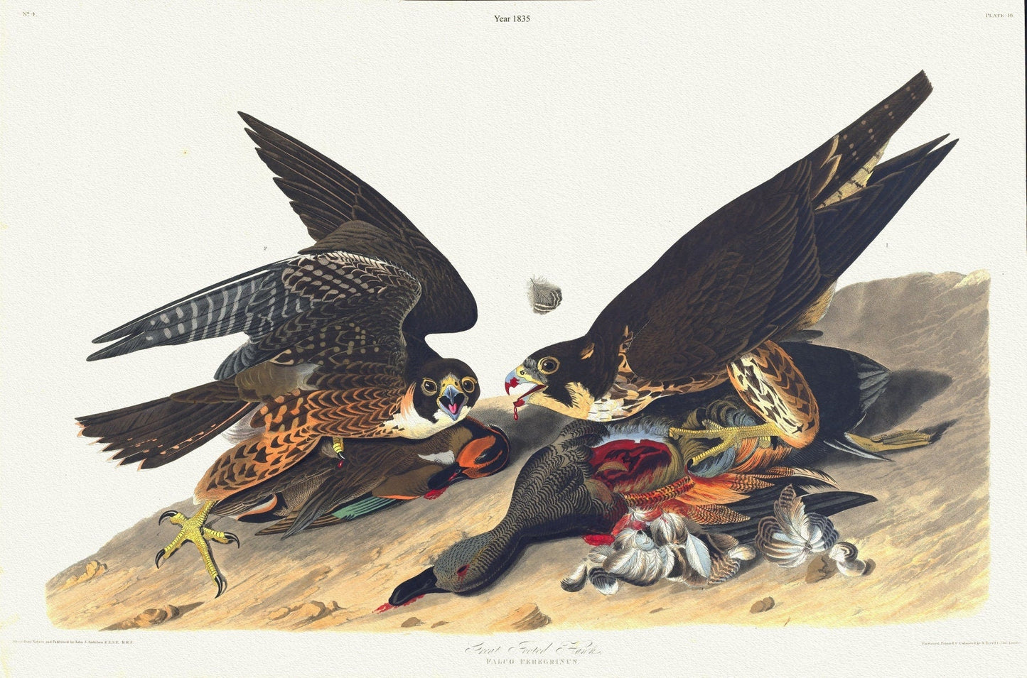J.J. Audobon, Great footed hawk. Falco peregrinus. c.2 v.1 plate 16, 1835 , vintage nature print on canvas, 50 x 70 cm, 20 x 25" approx. - The Map Chest
