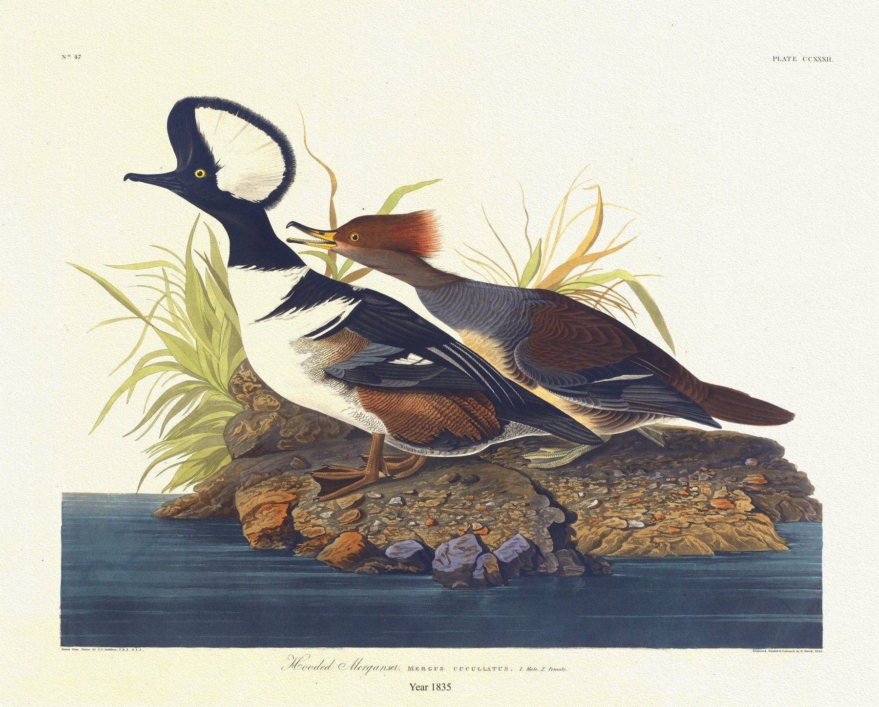 J.J. Audobon, Hooded merganser. Mergus cucullatus. 1. Male 2. Female. c.1 v.3 plate 232, 1835, on canvas, 50 x 70 cm, 20 x 25" approx. - The Map Chest