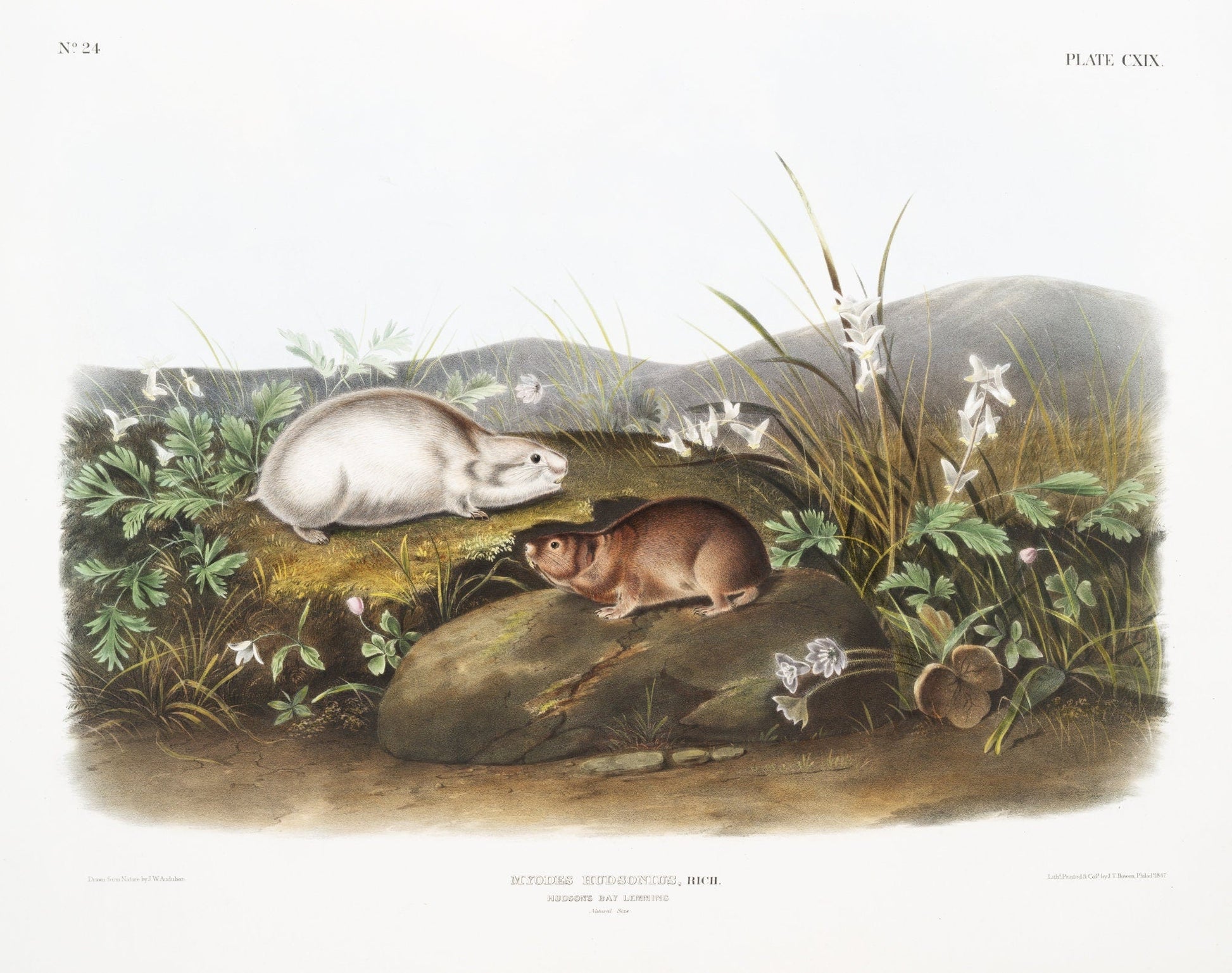 J.J. Audobon, Hudson Bay Lemming (Myodes Hudsonius) from the viviparous quadrupeds of North America (1845) ,canvas, 20 x 25" approx. - The Map Chest