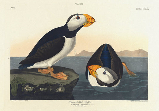 J..J. Audobon, Large - billed puffin. Mormon glacialis, c.1 v.3 plate 293, 1835 , nature print on canvas, 50 x 70 cm, 20 x 25" approx. - The Map Chest