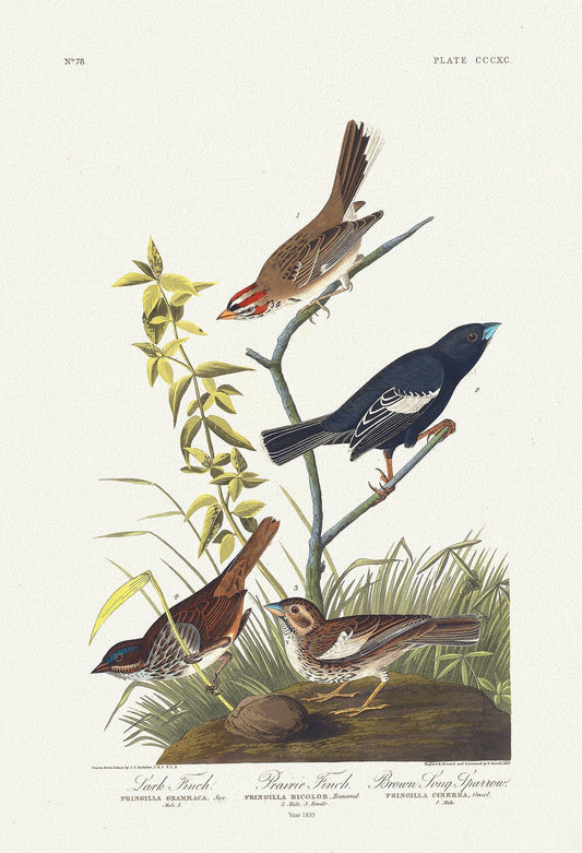 J.J. Audobon, Lark finch. Prairie finch. Brown song sparrow.Fringilla grammaca, Fringilla cinerea,plate 390, on canvas, 20 x 25" approx. - The Map Chest