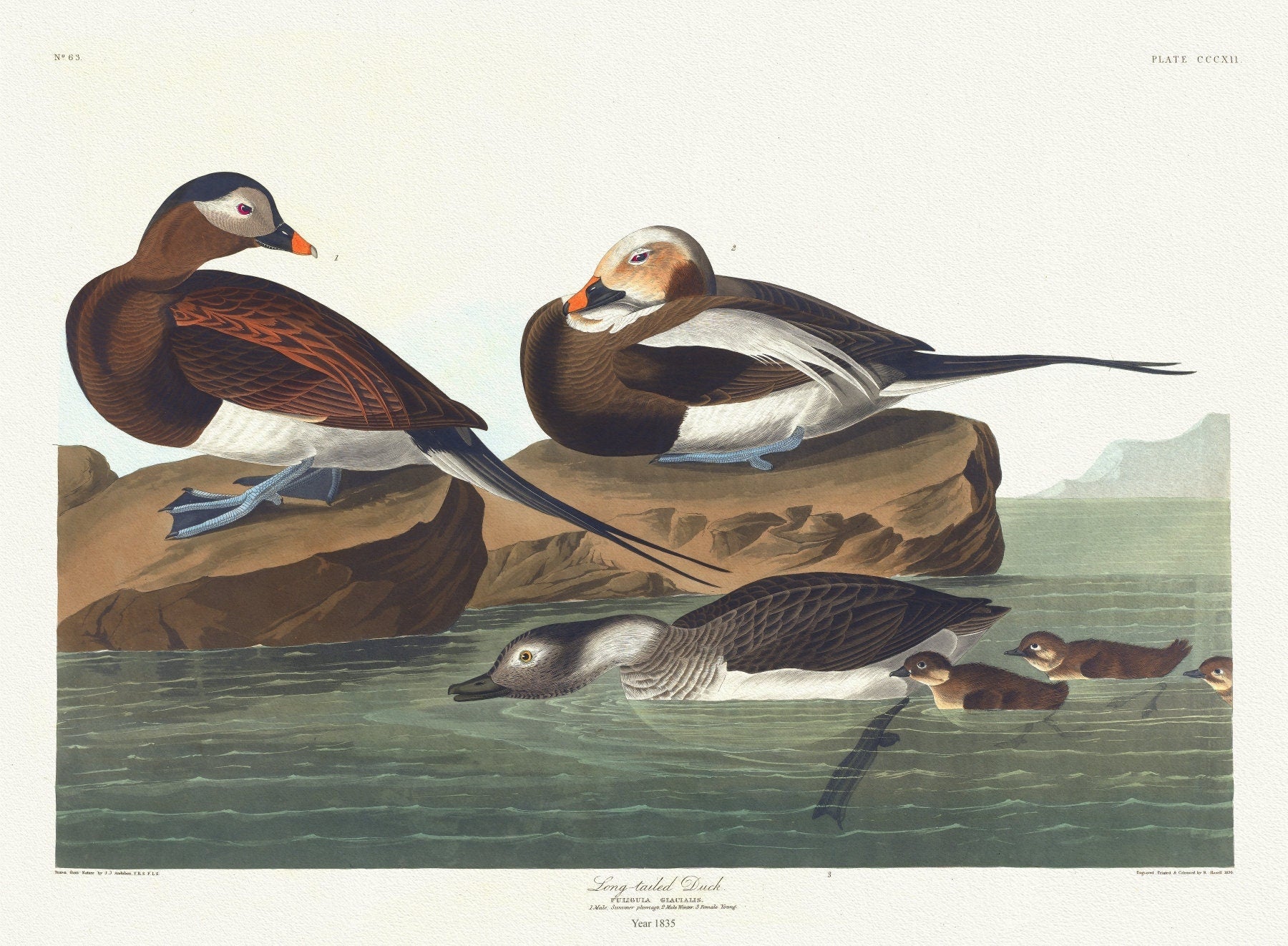 J.J. Audobon, Long - tailed duck. Fuligula glacialis. c.1 v.4 plate 312, 1835, vintage print on canvas, 50 x 70 cm, 20 x 25" approx. - The Map Chest