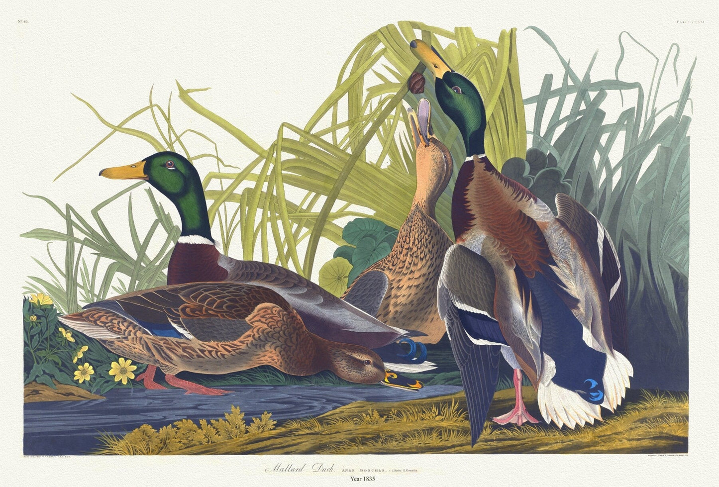 J.J. Audobon, Mallard duck. Anas Boschas, L. 1. Males. 2. Females. c.1 v.3 plate 221, 1835 , print on canvas, 50 x 70 cm, 20 x 25" approx. - The Map Chest