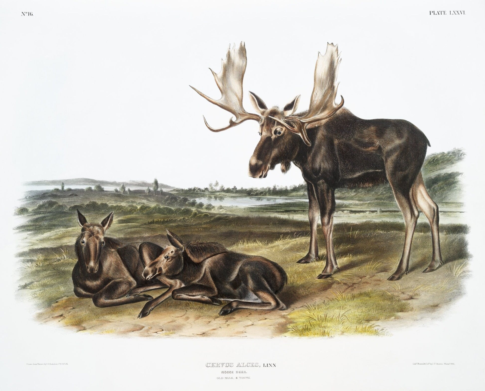 J.J. Audobon, Moose Deer (Servus alces) from the viviparous quadrupeds of North America (1845) , on canvas, 50 x 70 cm, 20 x 25" approx. - The Map Chest