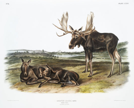 J.J. Audobon, Moose Deer (Servus alces) from the viviparous quadrupeds of North America (1845) , on canvas, 50 x 70 cm, 20 x 25" approx. - The Map Chest