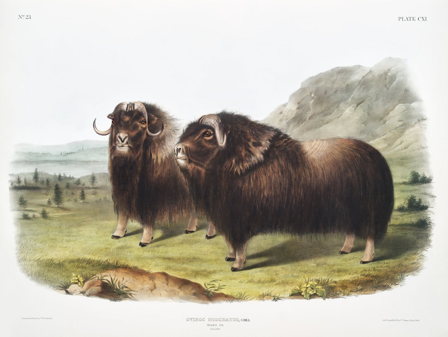J.J. Audobon, Musk Ox (Ovibos moschatus) from the viviparous quadrupeds of North America (1845), on canvas, 50 x 70 cm, 20 x 25" approx. - The Map Chest