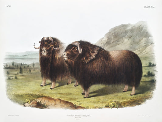 J.J. Audobon, Musk Ox (Ovibos moschatus) from the viviparous quadrupeds of North America (1845), on canvas, 50 x 70 cm, 20 x 25" approx. - The Map Chest