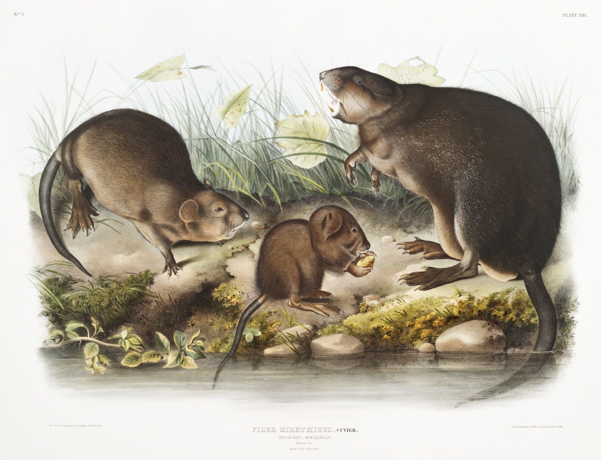 J.J. Audobon, Musk - Rat, Musquash (Fiber Zibethicus) from the viviparous quadrupeds of North America (1845) , 50 x 70 cm, 20 x 25" approx. - The Map Chest