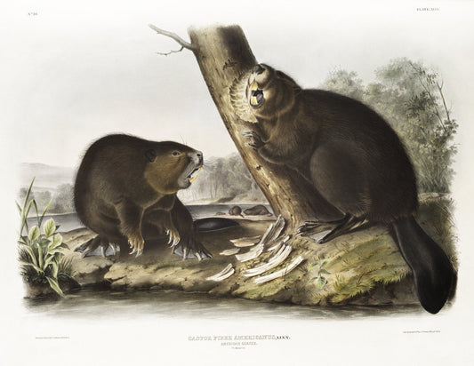 J.J. Audobon, North American Beaver (Castor fiber Americanus) from the viviparous quadrupeds of North America (1845) , 20 x 25" approx. - The Map Chest