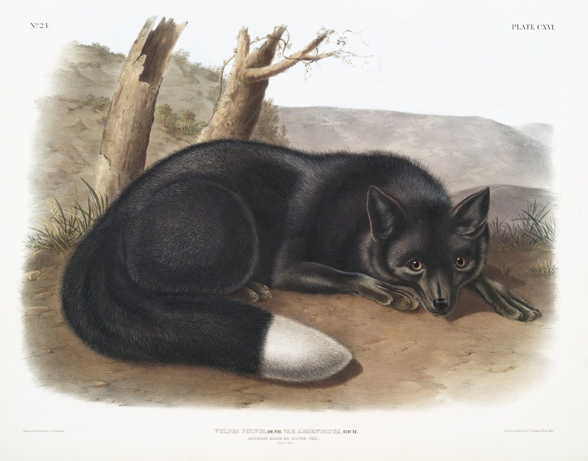 J.J. Audobon, North American Black or Silver Fox (Vulpes fulvus) from the viviparous quadrupeds of North America (1845) , 20 x 25" approx. - The Map Chest