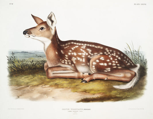 J.J. Audobon, North American Deer (Cervus Virginianus) from the viviparous quadrupeds of North America (1845), print, 20 x 25" approx. - The Map Chest